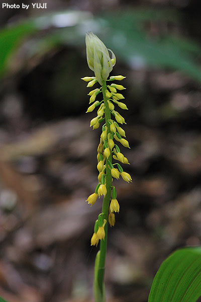 レンギョウエビネ Calanthe lyroglossa