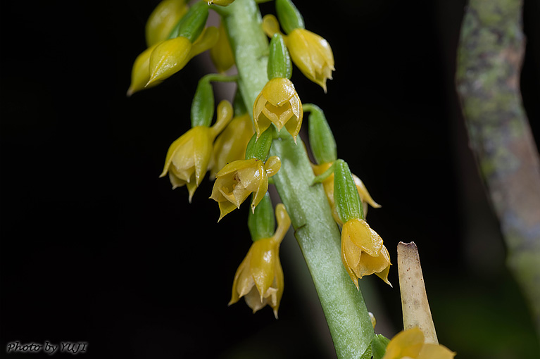 レンギョウエビネ Calanthe lyroglossa