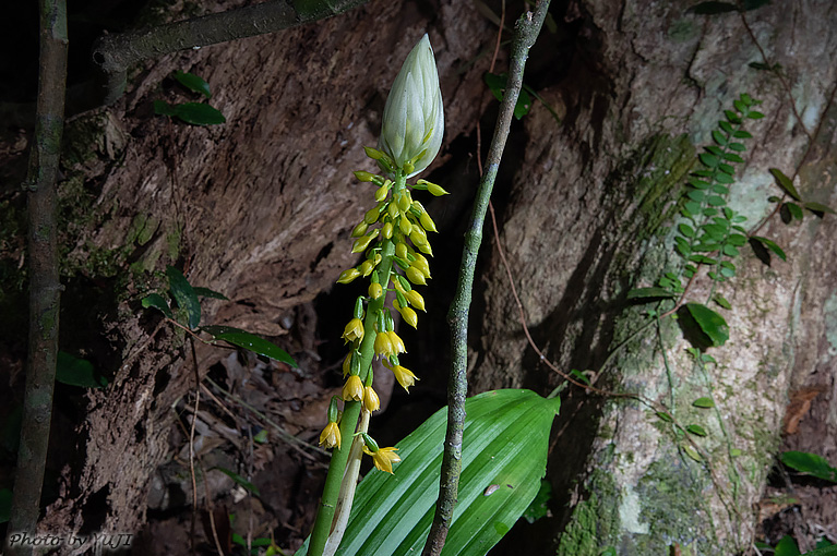 レンギョウエビネ Calanthe lyroglossa