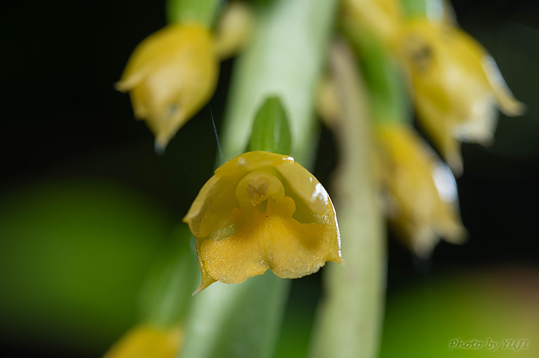 レンギョウエビネ Calanthe lyroglossa