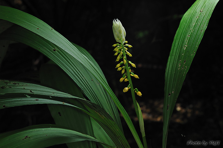 レンギョウエビネ Calanthe lyroglossa