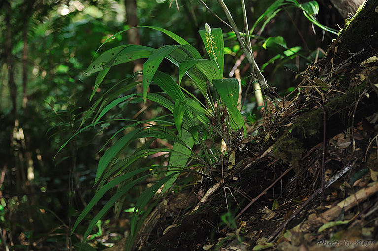 レンギョウエビネ Calanthe lyroglossa