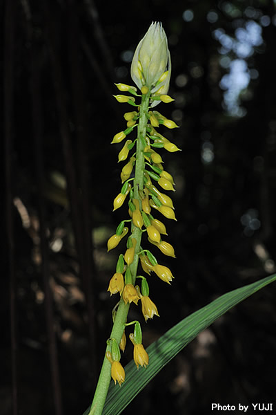 レンギョウエビネ Calanthe lyroglossa