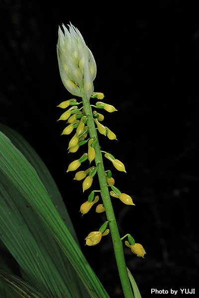 レンギョウエビネ Calanthe lyroglossa