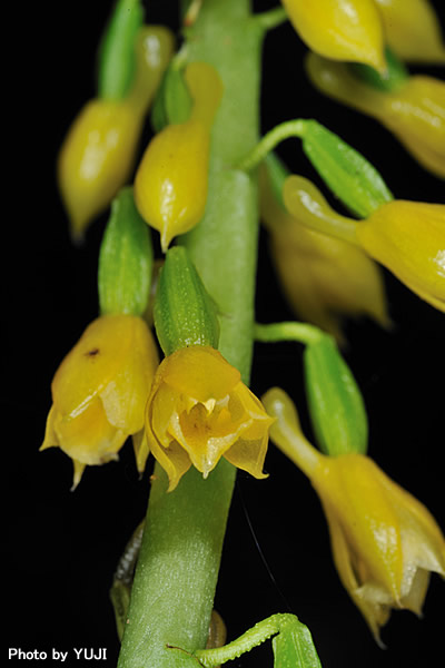 レンギョウエビネ Calanthe lyroglossa