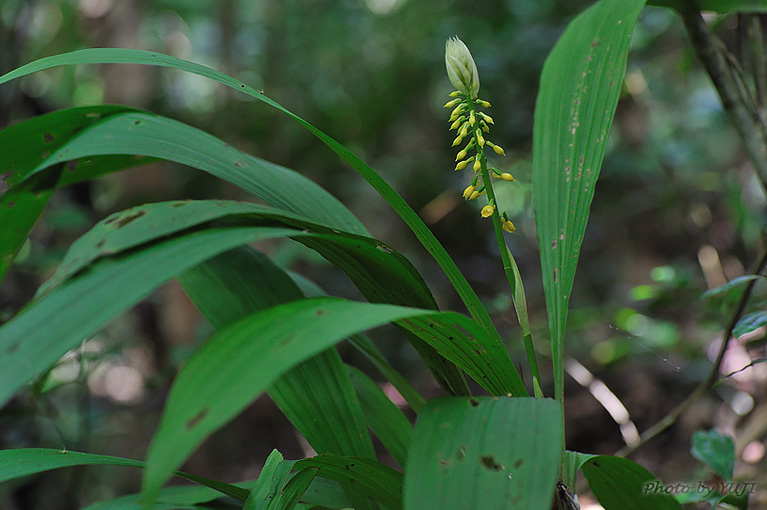 レンギョウエビネ Calanthe lyroglossa