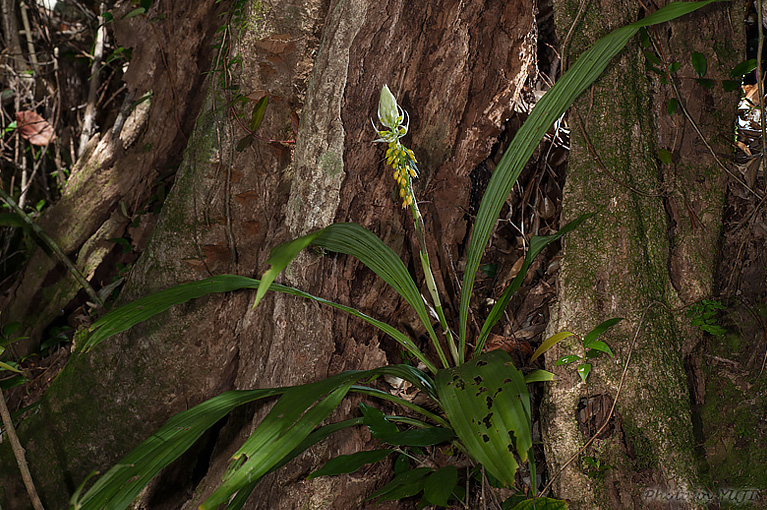 レンギョウエビネ Calanthe lyroglossa