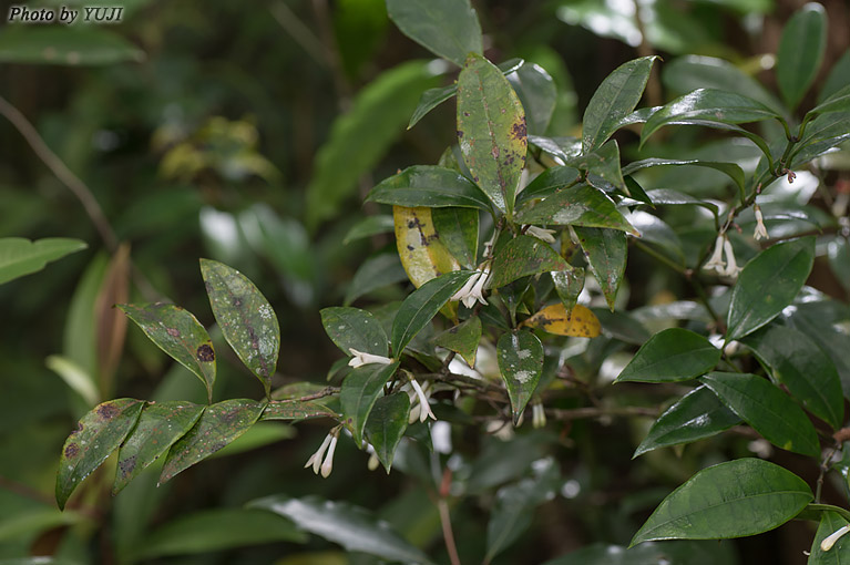 リュウキュウアリドオシ Damnacanthus biflorus