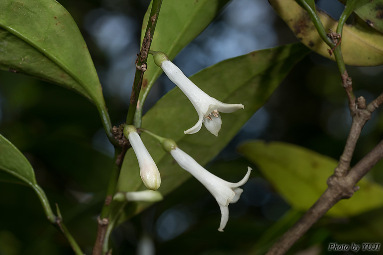 リュウキュウアリドオシ Damnacanthus biflorus