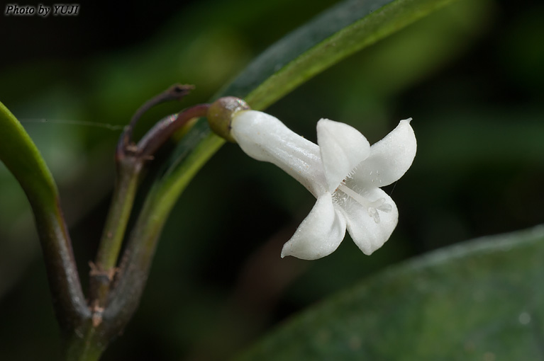 リュウキュウアリドオシ Damnacanthus biflorus