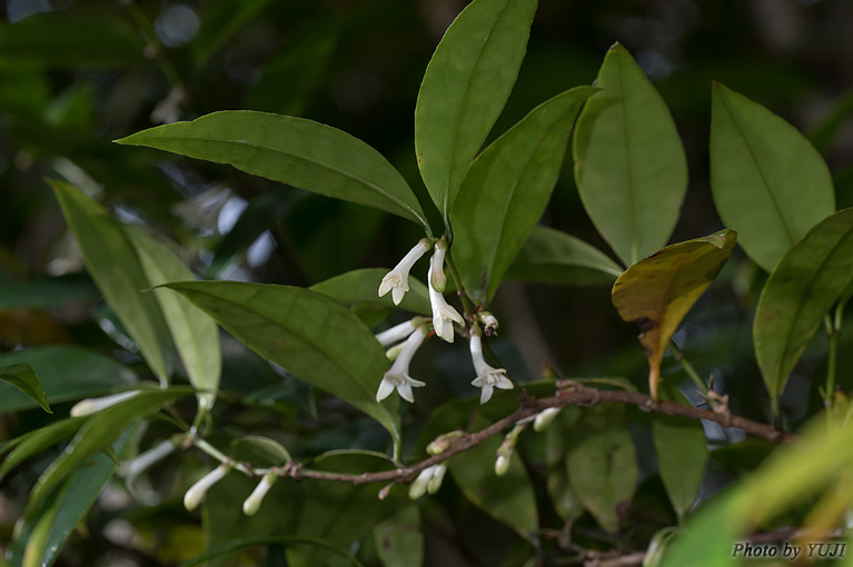 リュウキュウアリドオシ Damnacanthus biflorus