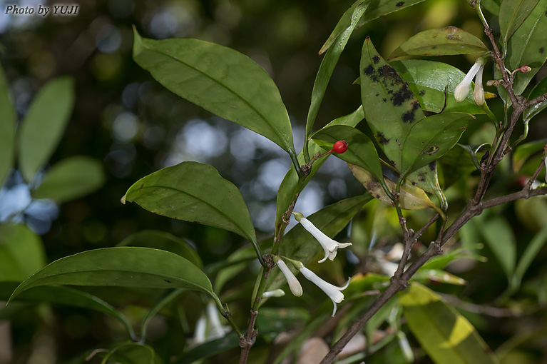 リュウキュウアリドオシ Damnacanthus biflorus