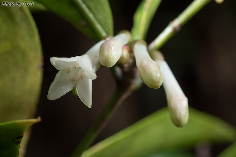 リュウキュウアリドオシ Damnacanthus biflorus