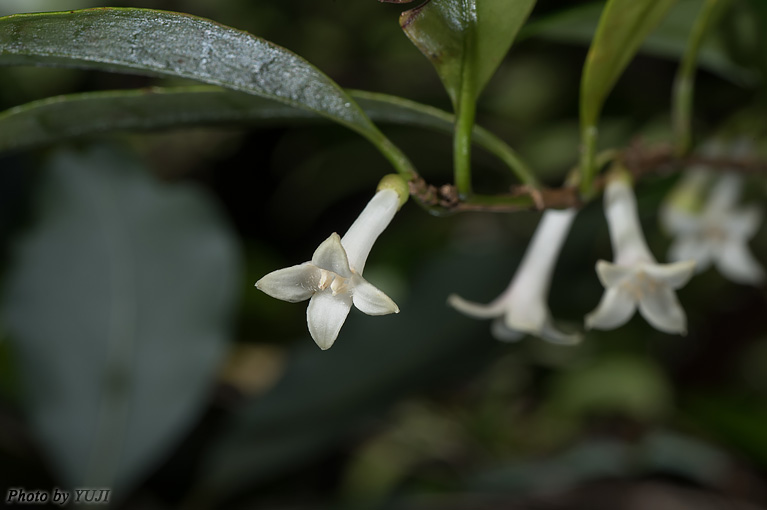 リュウキュウアリドオシ Damnacanthus biflorus