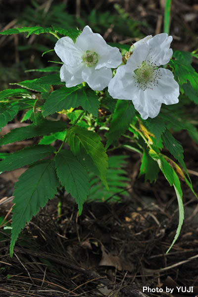 リュウキュウバライチゴ Rubus croceacanthus