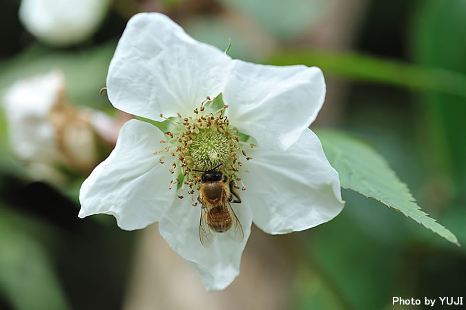 リュウキュウバライチゴ Rubus croceacanthus