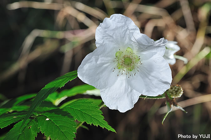 リュウキュウバライチゴ Rubus croceacanthus