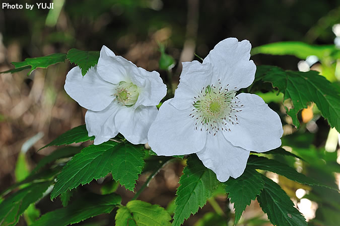 リュウキュウバライチゴ Rubus croceacanthus