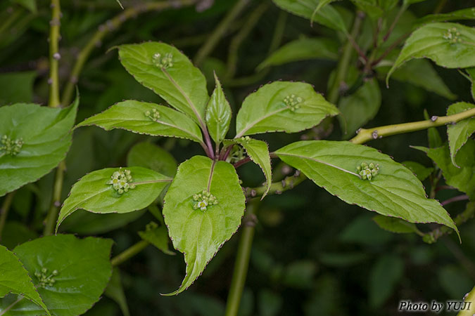 リュウキュウハナイカダ Helwingia japonica subsp. liukiuensis