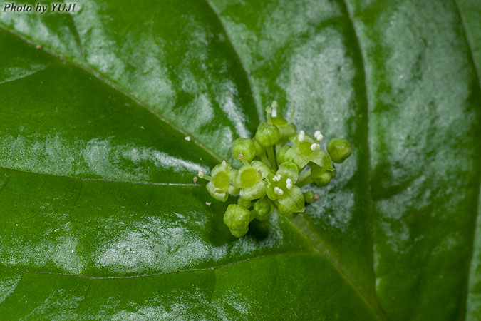 リュウキュウハナイカダ Helwingia japonica subsp. liukiuensis