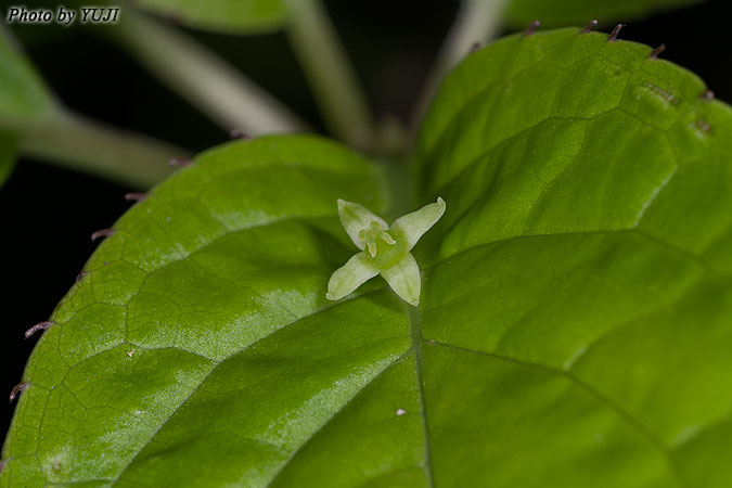 リュウキュウハナイカダ Helwingia japonica subsp. liukiuensis