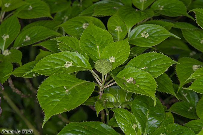 リュウキュウハナイカダ Helwingia japonica subsp. liukiuensis