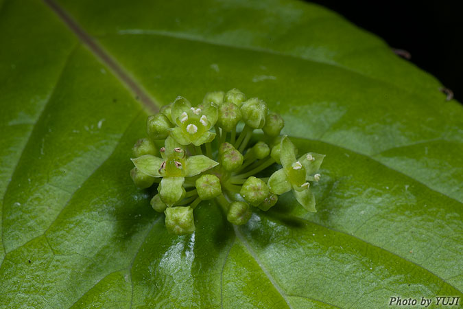 リュウキュウハナイカダ Helwingia japonica subsp. liukiuensis