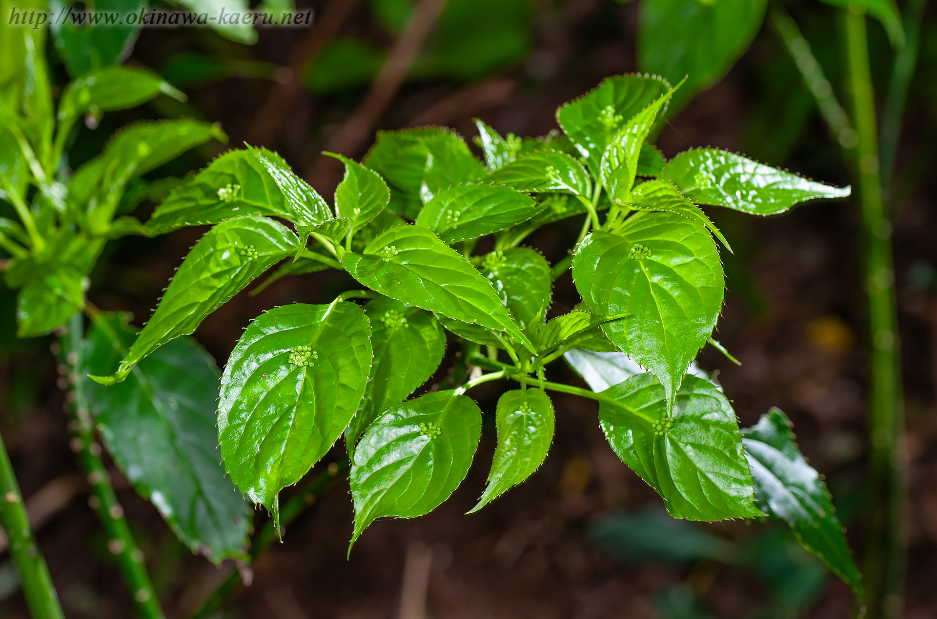 リュウキュウハナイカダ Helwingia japonica subsp. liukiuensis