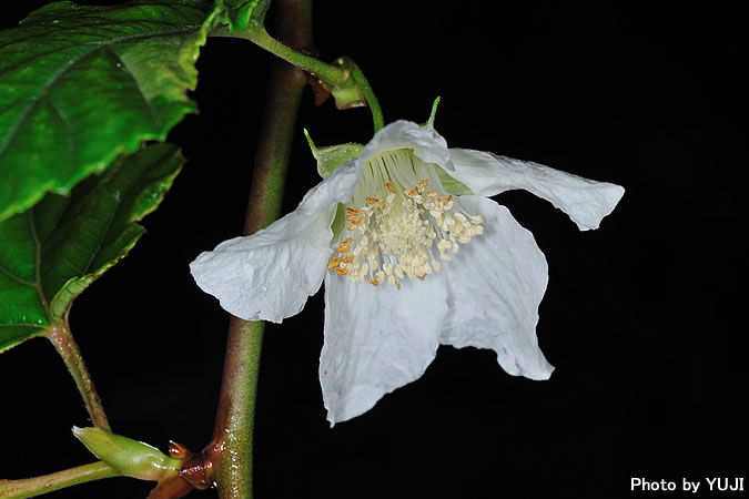 リュウキュウイチゴ Rubus grayanus