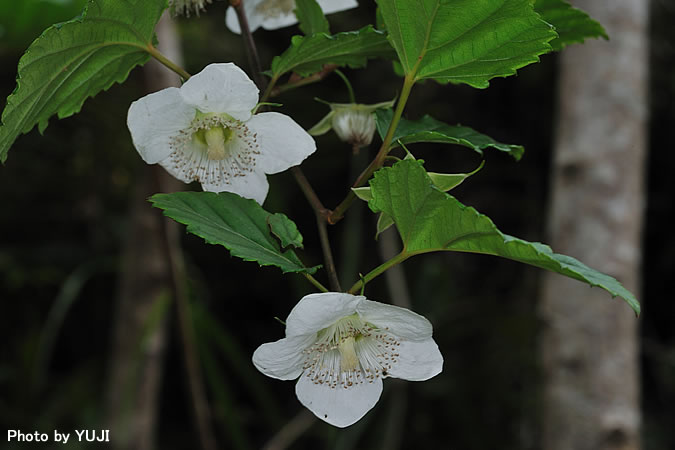 リュウキュウイチゴ Rubus grayanus