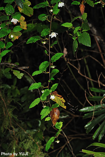 リュウキュウイチゴ Rubus grayanus