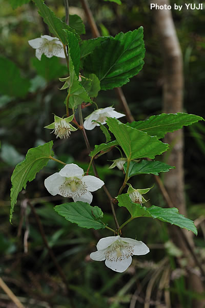 リュウキュウイチゴ Rubus grayanus