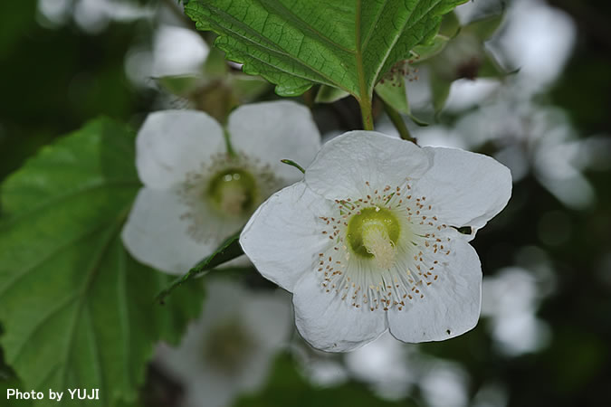 リュウキュウイチゴ Rubus grayanus