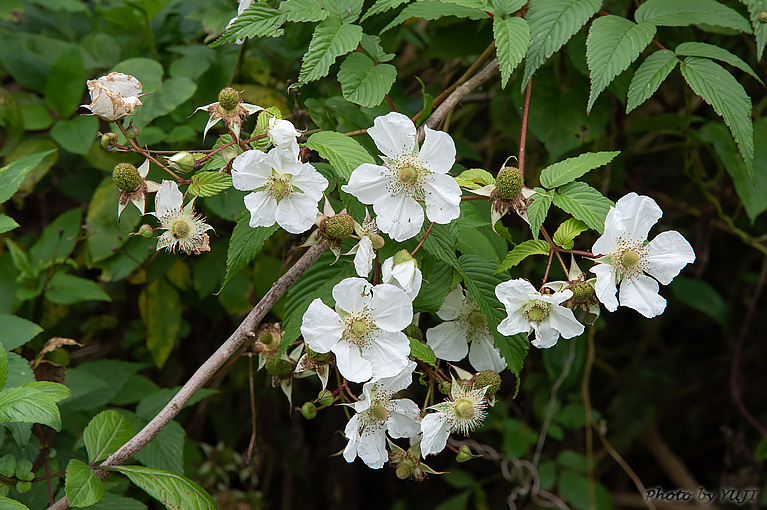 リュウキュウイチゴ Rubus grayanus