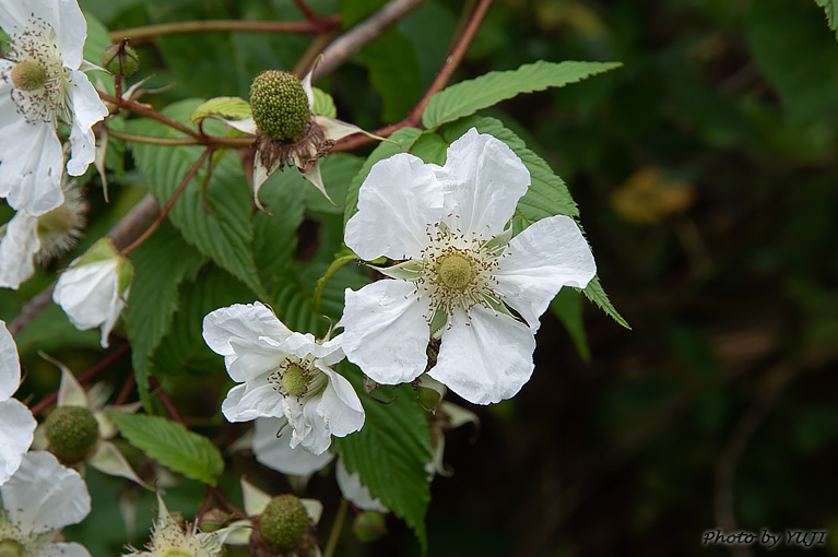 リュウキュウイチゴ Rubus grayanus