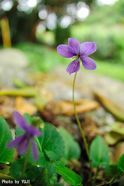 リュウキュウコスミレ Viola yedoensis var. pseudojaponica