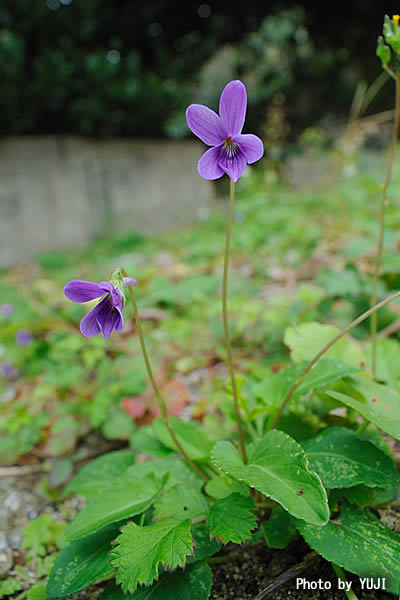 リュウキュウコスミレ Viola yedoensis var. pseudojaponica