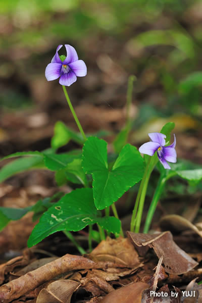 リュウキュウコスミレ Viola yedoensis var. pseudojaponica
