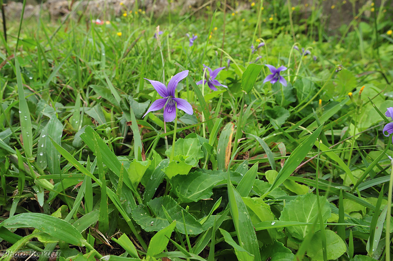 リュウキュウコスミレ Viola yedoensis var. pseudojaponica