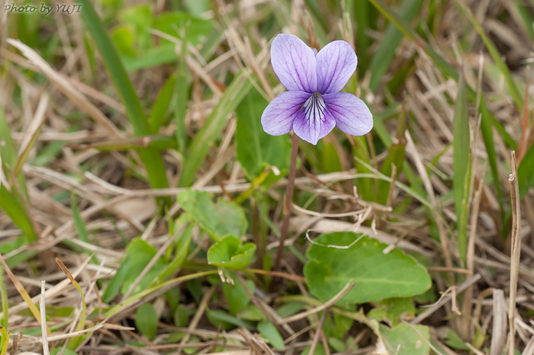 リュウキュウコスミレ Viola yedoensis var. pseudojaponica