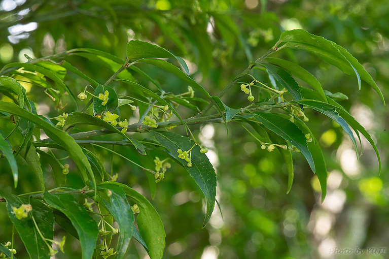 リュウキュウマユミ Euonymus lutchuensis