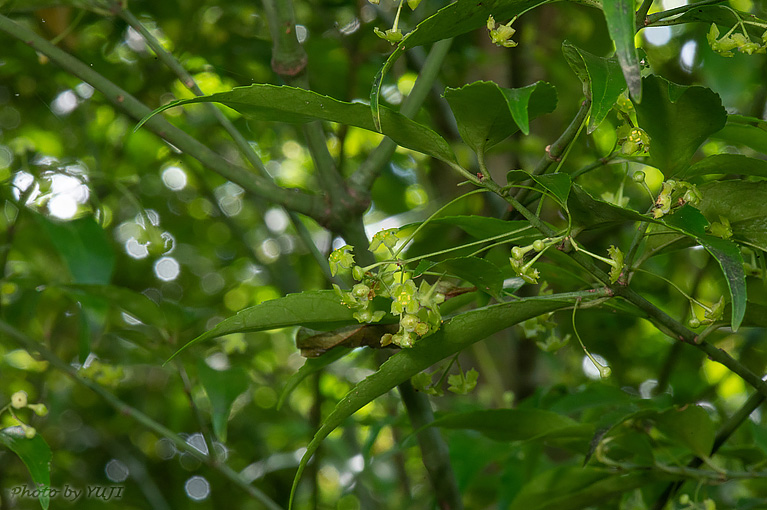 リュウキュウマユミ Euonymus lutchuensis