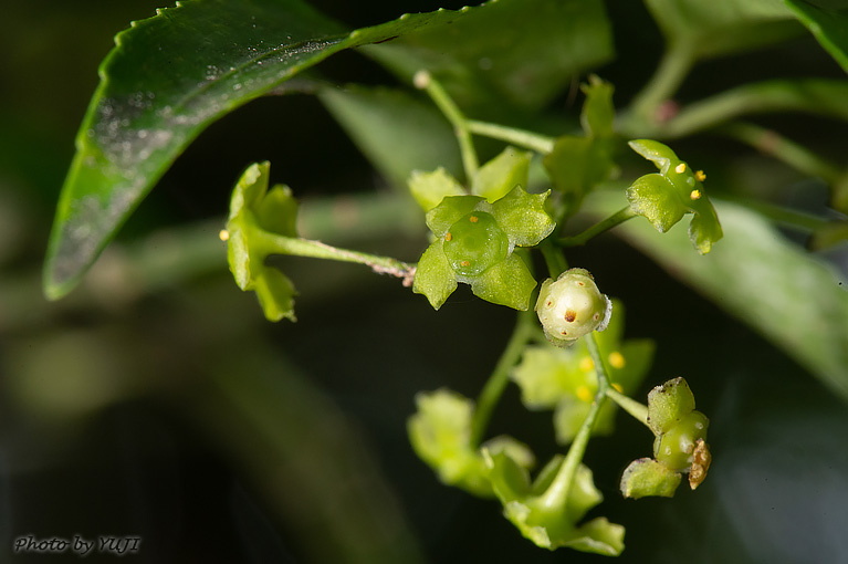 リュウキュウマユミ Euonymus lutchuensis