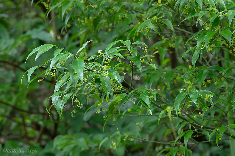 リュウキュウマユミ Euonymus lutchuensis