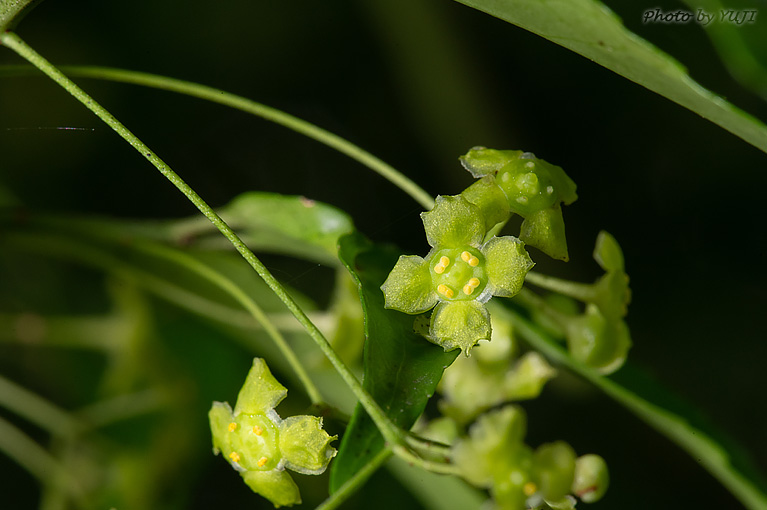 リュウキュウマユミ Euonymus lutchuensis