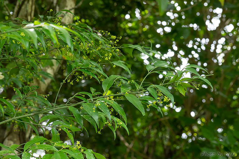 リュウキュウマユミ Euonymus lutchuensis