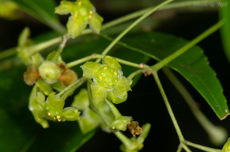 リュウキュウマユミ Euonymus lutchuensis