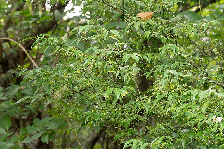 リュウキュウマユミ Euonymus lutchuensis