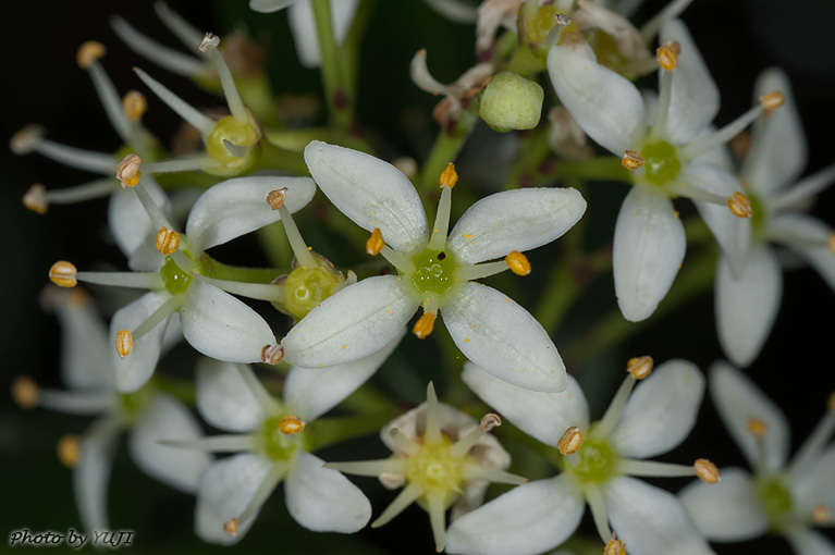 リュウキュウミヤマシキミ Mallotus japonicus