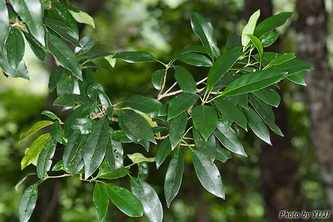 リュウキュウモクセイ Osmanthus marginatus